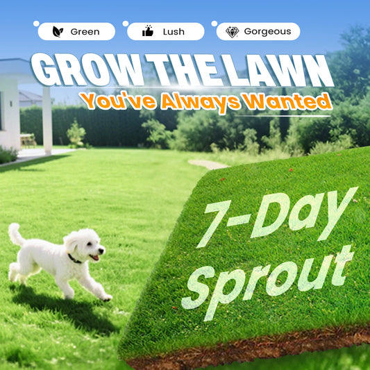 🔥Grass Seeds for Lawn and Golf Course
