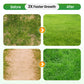 🔥Grass Seeds for Lawn and Golf Course