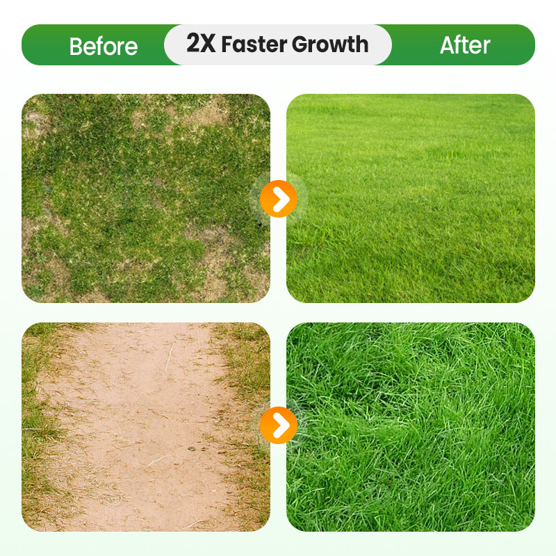 🔥Grass Seeds for Lawn and Golf Course