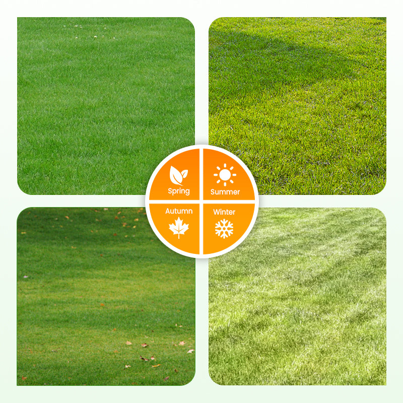 🔥Grass Seeds for Lawn and Golf Course