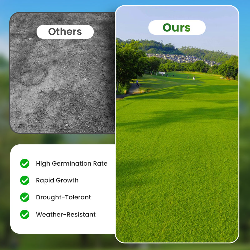 🔥Grass Seeds for Lawn and Golf Course