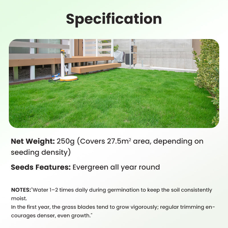 🔥Grass Seeds for Lawn and Golf Course