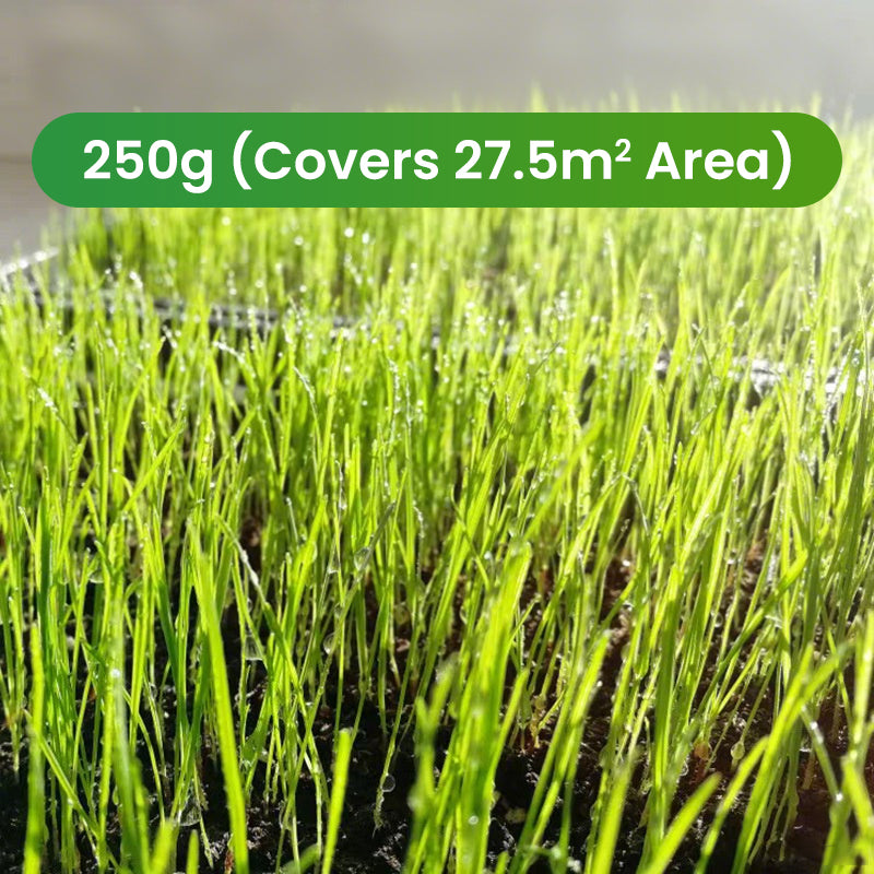 🔥Grass Seeds for Lawn and Golf Course
