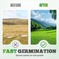 Four-Season Evergreen Lawn Grass Seeds