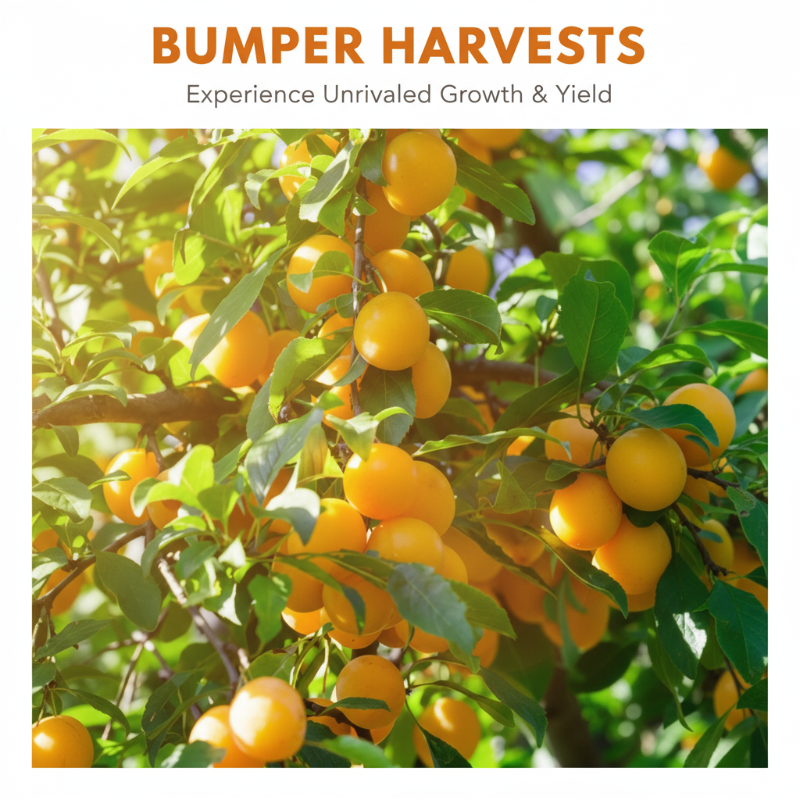 Slow-Release Orange Tree Food