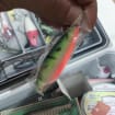 Fishing Gear Bait Set